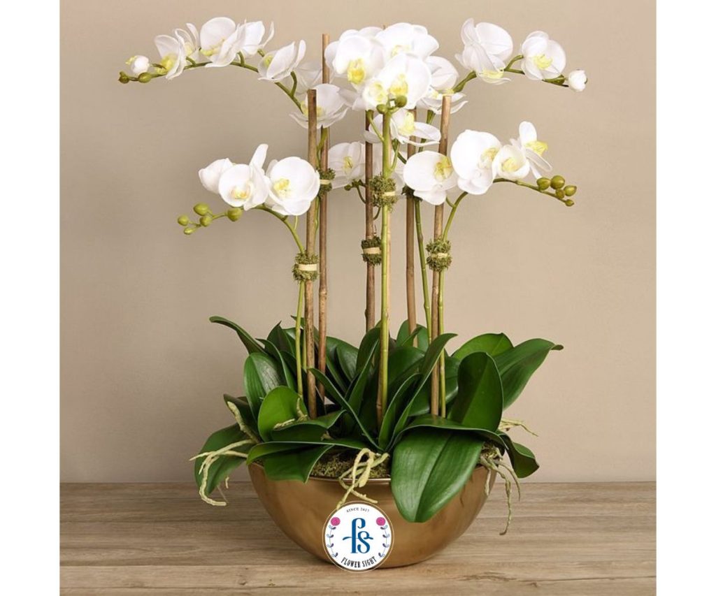 Lan Hồ Điệp Trắng Lưỡi Vàng