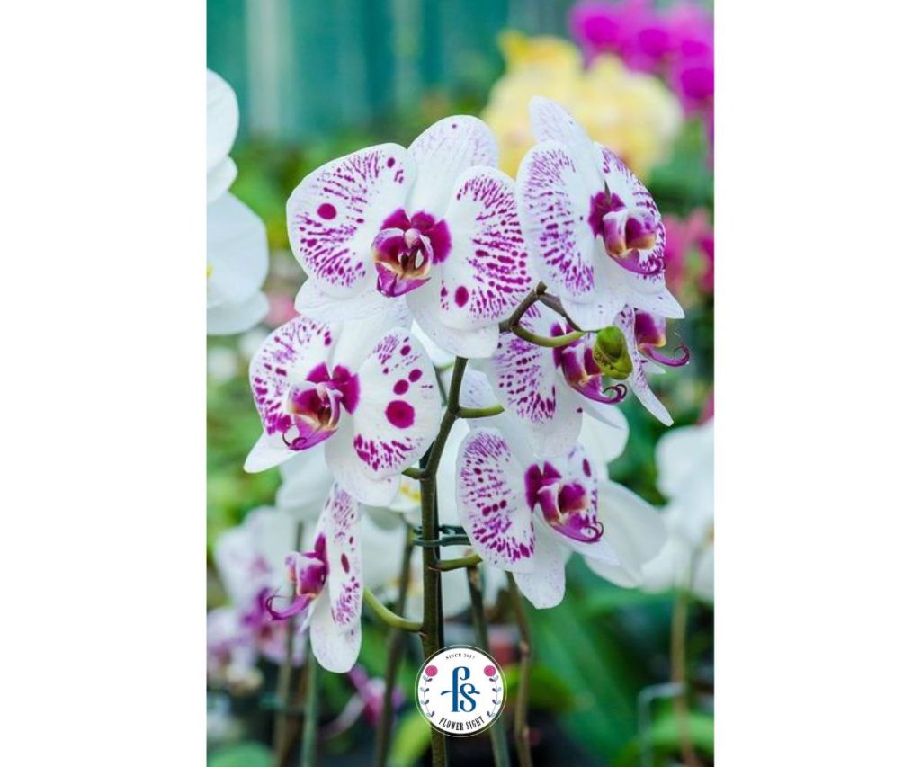 Lan Hồ Điệp Trắng Đột Biến