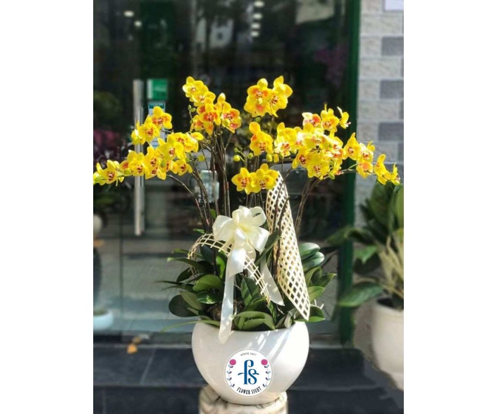 Ý nghĩa của lan hồ điệp vàng