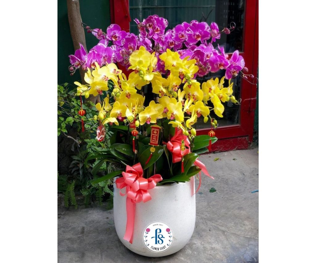 Chậu lan hồ điệp vàng chưng Tết