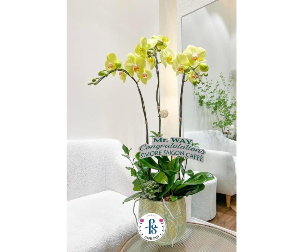 Chậu lan hồ điệp vàng mừng khai trương