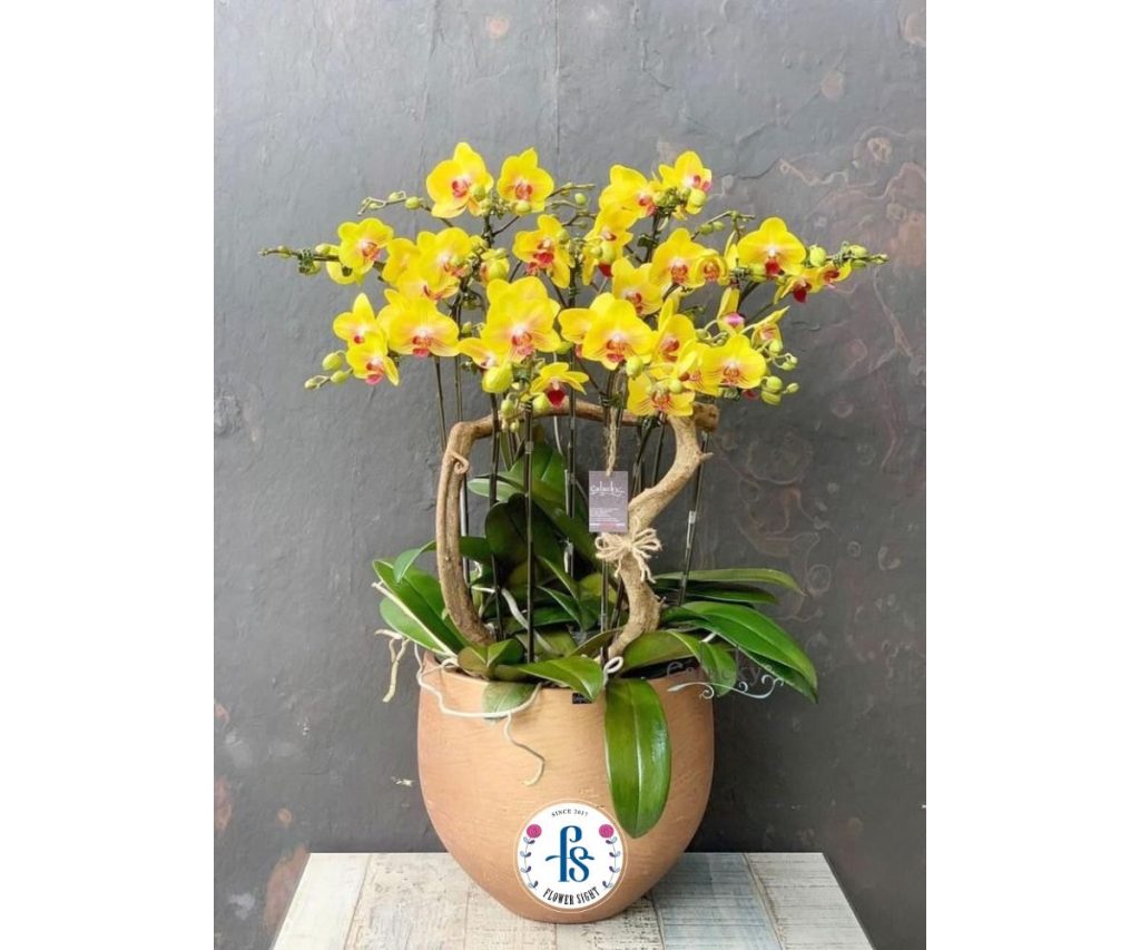 Chậu Lan Hồ Điệp Vàng Lưỡi Đỏ