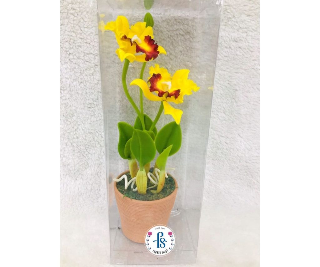 Chậu Lan Hồ Điệp Vàng Hoàng Hậu