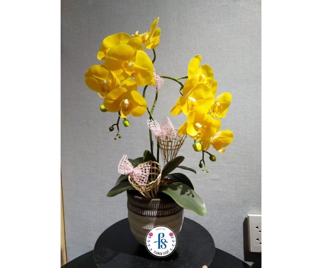 Cách giữ chậu hoa lan hồ điệp vàng lâu tàn