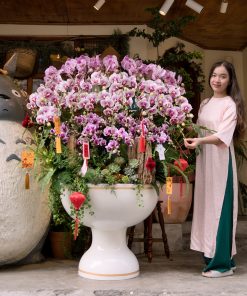 Lan hồ điệp chưng tết phú quý