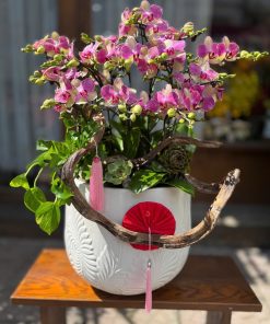 Lan Hồ Điệp Lucky Orchid