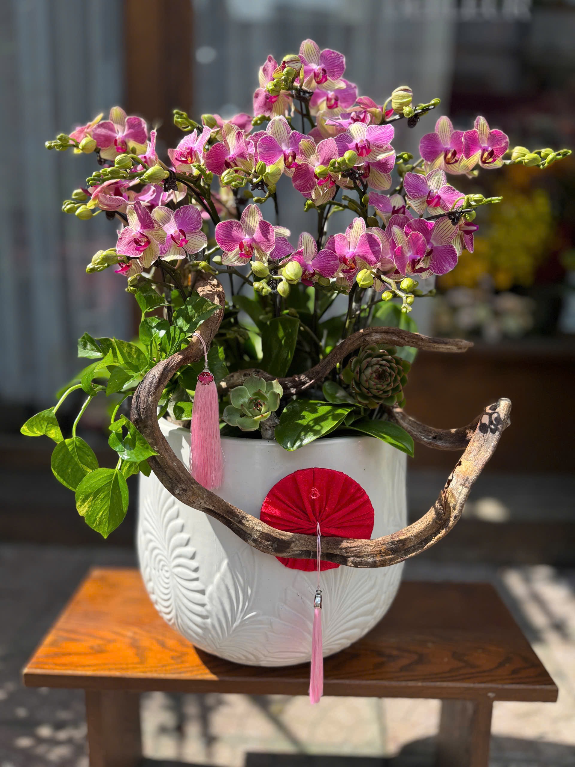 Lucky Orchid Lan Hồ Điệp Lucky Orchid