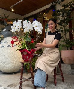 Lan Hồ Điệp An Phúc