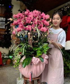Lan Hồ Điệp Hoàng Kim Orchid