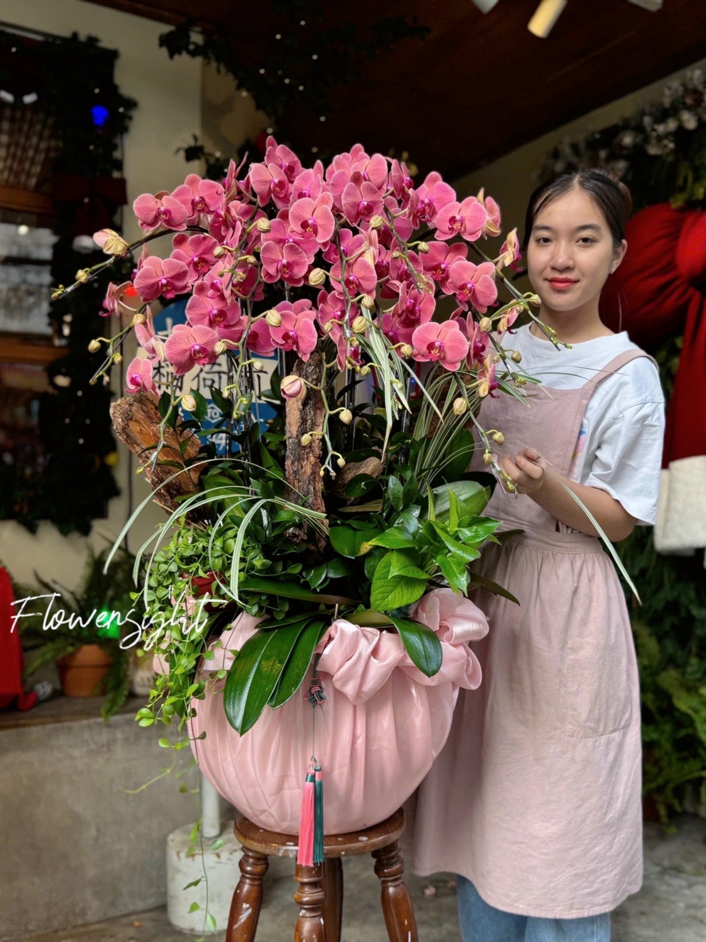 Hoàng Kim Orchid Lan Hồ Điệp Hoàng Kim Orchid