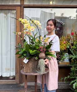 Lan Hồ Điệp Khởi Sắc