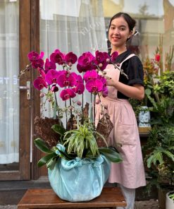 Lan Hồ Điệp Prosperity Orchid