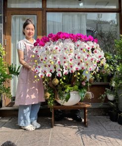 Lan Hồ Điệp Success Blossom