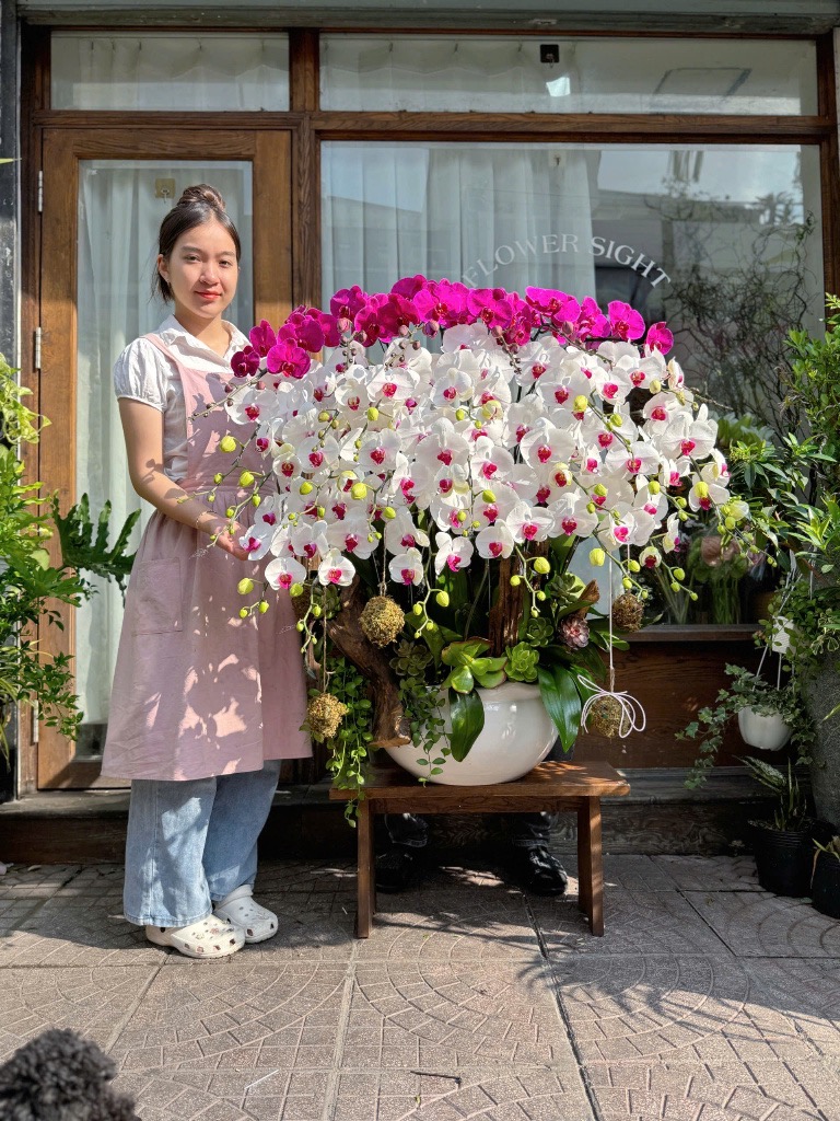 Success Blossom Lan Hồ Điệp Success Blossom