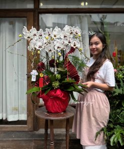 Lan Hồ Điệp Thịnh Vượng