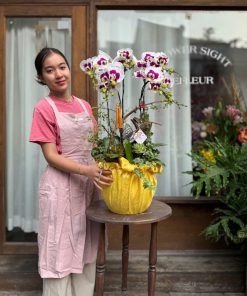 Lan Hồ Điệp White Harmony