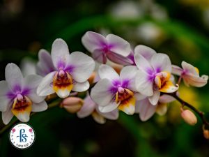 Hoa lan phù hợp không gian trưng bày