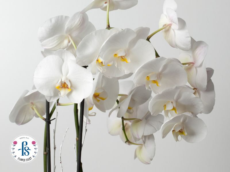 Các loại hoa lan lâu tàn được ưa chuộng trong thực tế