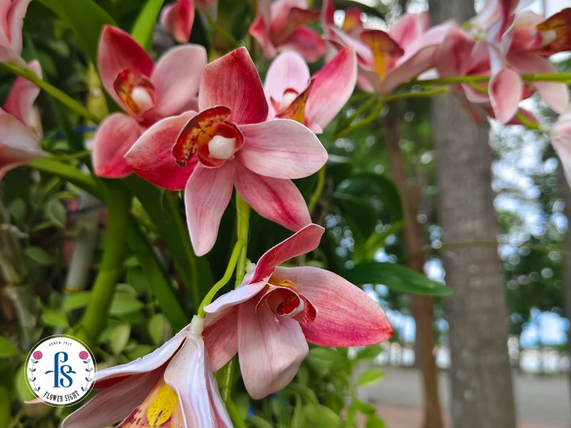 Việt Nam có nhiều loại hoa lan dễ trồng