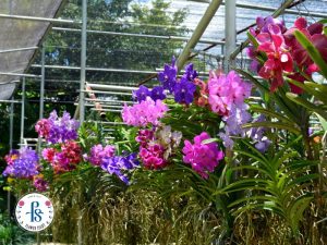 Hoa lan là loài hoa thuộc họ khoa học Orchidaceae