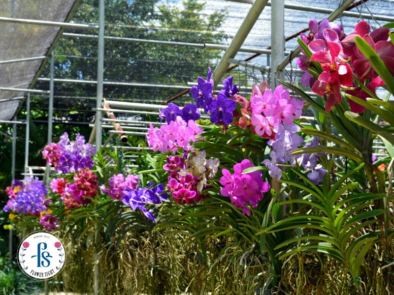Hoa lan là loài hoa thuộc họ khoa học Orchidaceae