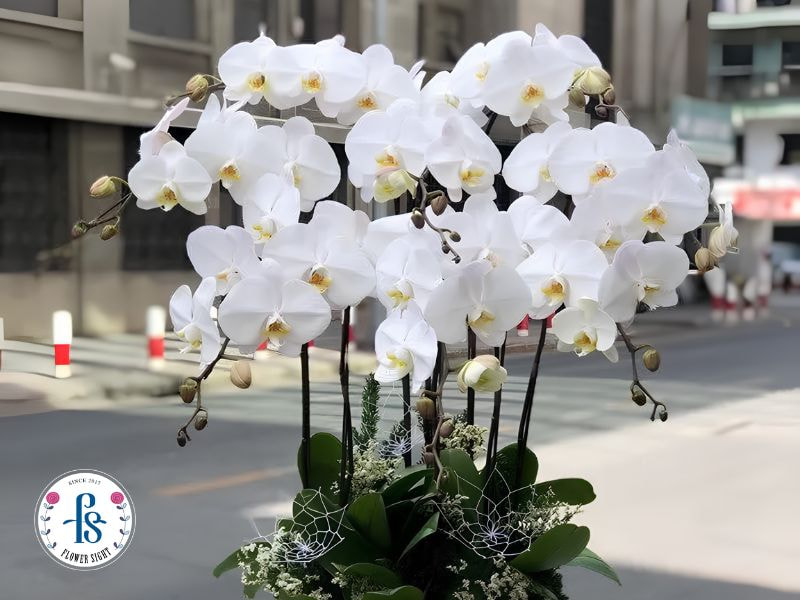 Cách chọn hoa lan hồ điệp phù hợp với không gian trang trí