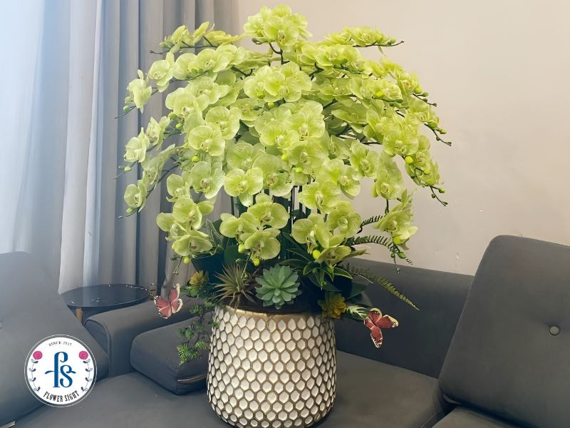 Cách cắm để chậu lan hồ điệp trông sang hơn