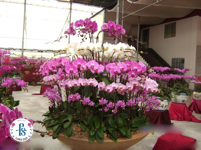 Chọn chậu lan hồ điệp để tổng thể cân đối và sang trọng