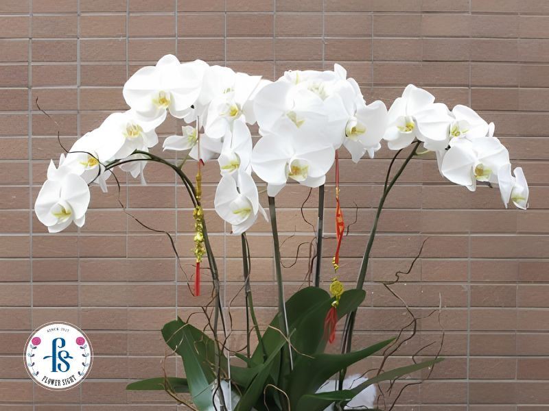 Cách giữ hoa lan hồ điệp tươi lâu sau khi cắm