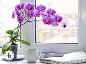 Các kiểu cắm hoa lan hồ điệp đẹp và sang trọng