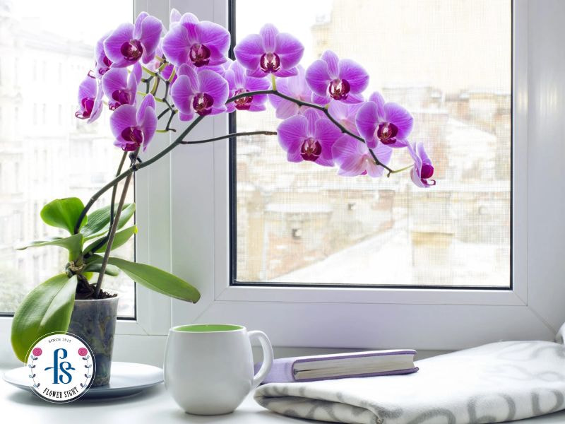 Các kiểu cắm hoa lan hồ điệp đẹp và sang trọng