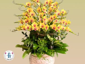 Chọn lan hồ điệp chơi tết có cành hoa và nụ phù hợp