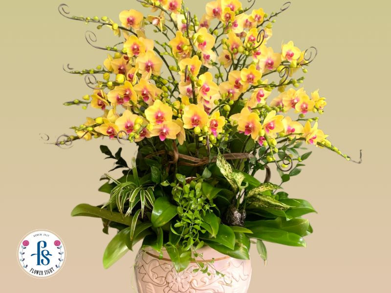 Chọn lan hồ điệp chơi tết có cành hoa và nụ phù hợp