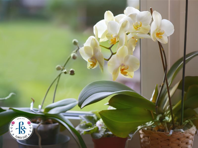 Hãy lựa chọn lan hồ điệp chơi tết từ shop hoa uy tín như FlowerSight