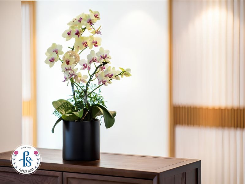 Chọn chậu lan hồ điệp ngày tết phù hợp với không gian