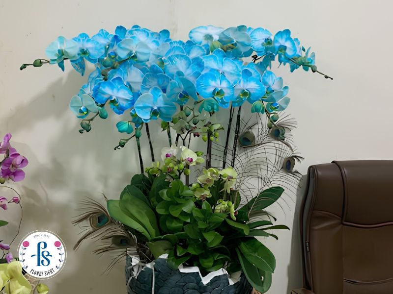 Sẵn sàng rước tài lộc vào nhà với bộ sưu tập Lan Hồ Điệp Tết 2026 cao cấp tại FlowerSight!