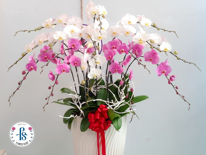 Cách Trang Trí Lan Hồ Điệp Đẹp, Sang Trọng Cho Không Gian cách cắm lan hồ điệp để trang trí tại nhà