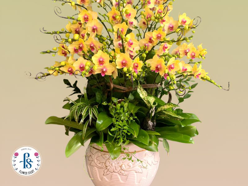 Cách chọn lan hồ điệp khỏe đẹp, bền hoa và phù hợp để trưng bày Cách chọn lan hồ điệp khỏe đẹp khi mua