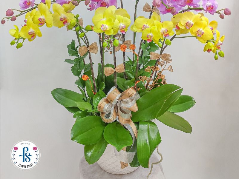 Cách chọn lan hồ điệp khỏe đẹp, bền hoa và phù hợp để trưng bày Cách giữ và tái sử dụng lan hồ điệp