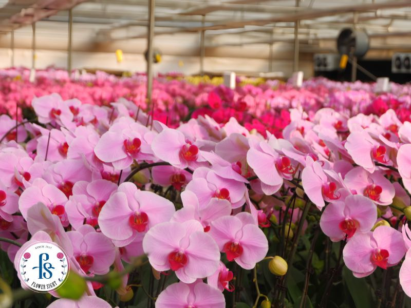 Cách chọn lan hồ điệp khỏe đẹp, bền hoa và phù hợp để trưng bày Nên chọn lan hồ điệp đúng mục đích sử dụng