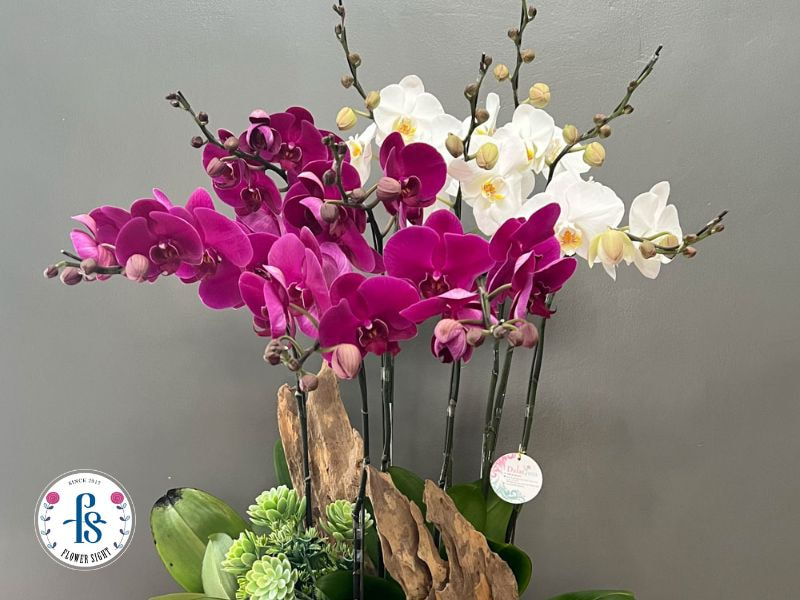 Cách Trang Trí Lan Hồ Điệp Đẹp, Sang Trọng Cho Không Gian Cách chọn lan hồ điệp để trang trí đẹp và hài hòa