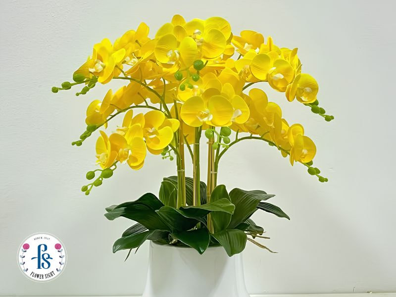 Cách Trang Trí Lan Hồ Điệp Đẹp, Sang Trọng Cho Không Gian Cách chăm sóc lan hồ điệp sau khi trang trí