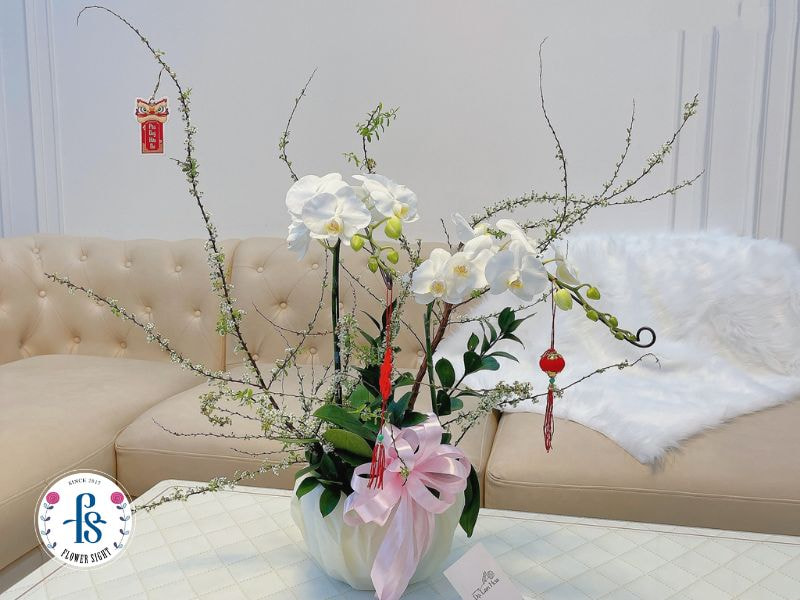 Cách Trang Trí Lan Hồ Điệp Đẹp, Sang Trọng Cho Không Gian Cách trang trí lan hồ điệp đẹp và tạo điểm nhấn cho không gian