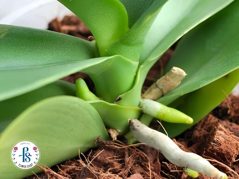 Cách tưới nước cho lan hồ điệp đúng cách giúp cây khỏe, đẹp Dấu hiệu nhận biết lan hồ điệp cần được tưới nước