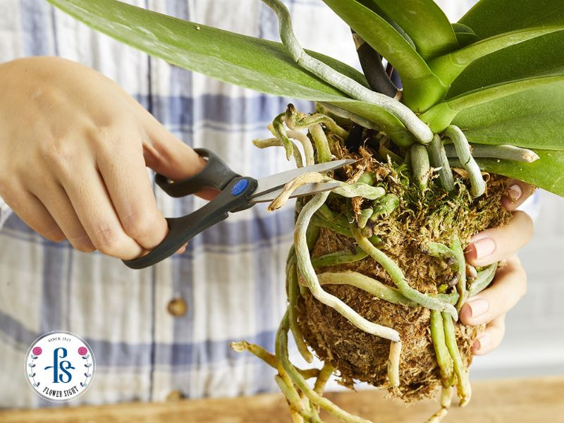 Cách tưới nước cho lan hồ điệp đúng cách giúp cây khỏe, đẹp Các lỗi thường gặp khi tưới nước cho lan hồ điệp