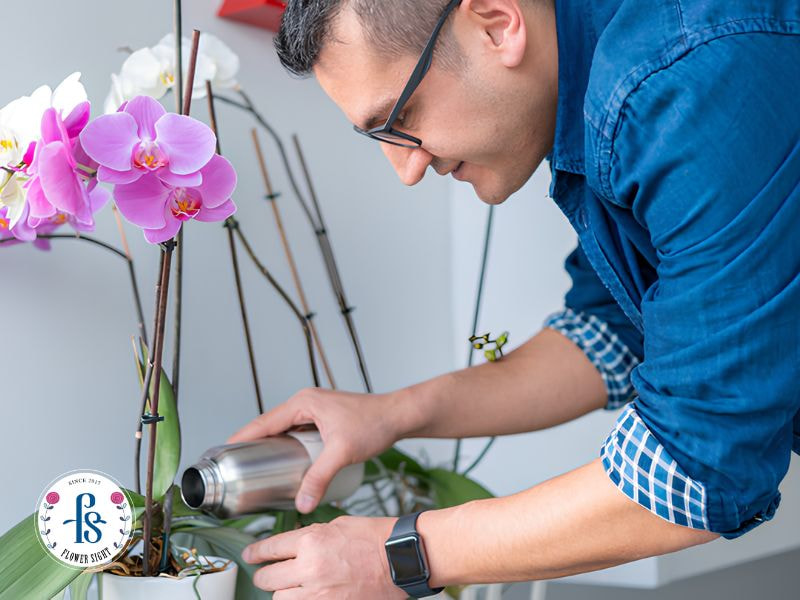 Cách tưới nước cho lan hồ điệp đúng cách giúp cây khỏe, đẹp Cách tưới nước cho lan hồ điệp đúng kỹ thuật