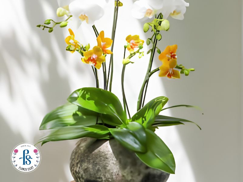 Cách tưới nước cho lan hồ điệp đúng cách giúp cây khỏe, đẹp Điều chỉnh lượng nước theo từng giai đoạn phát triển của cây