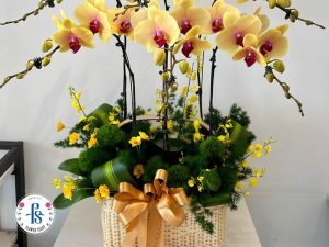 Giữ hoa lan hồ điệp lâu tàn đối với cành lan đã cắt
