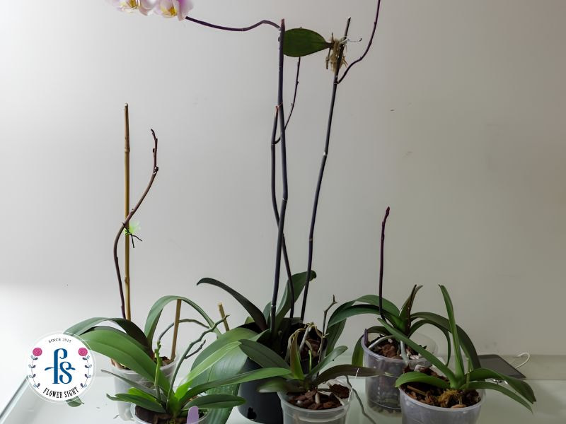Thay đổi đột ngột của môi trường sống hoặc chăm sóc sai cách sẽ làm hoa lan hồ điệp mau tàn