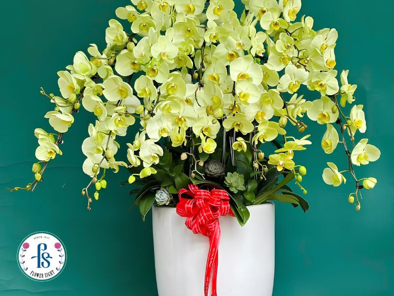 Cách bảo quản hoa lan hồ điệp lâu tàn